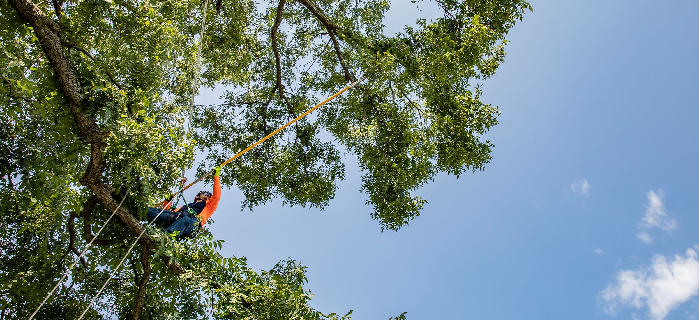 Expert Tree Pruning Services | Dallas Fort Worth Area | TreeTech | Tree Trimming | Tree Fertilization | Arborist