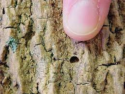 tree fungus