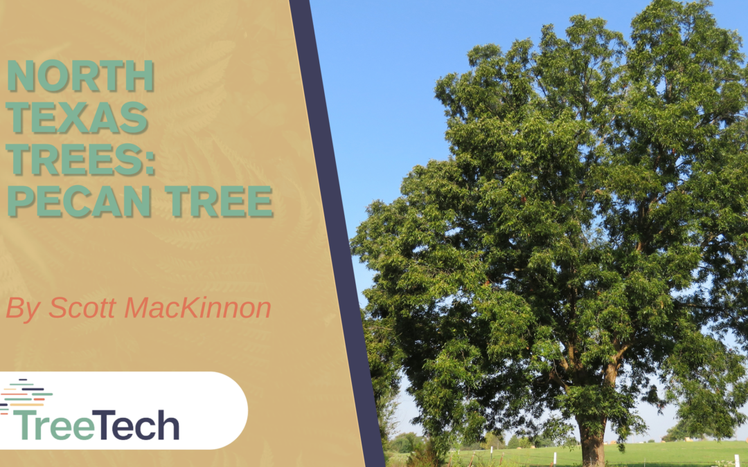 North Texas Trees: Pecan Tree
