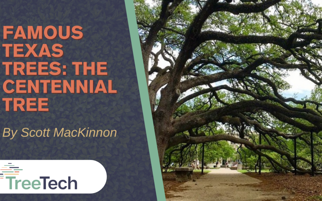 Famous Texas Trees: The Centennial Tree