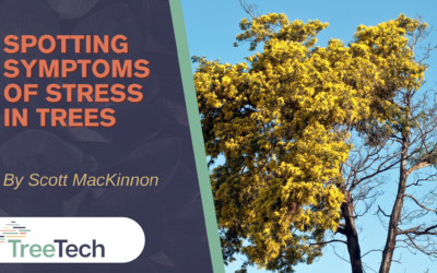 Spotting Symptoms of Stress in Trees