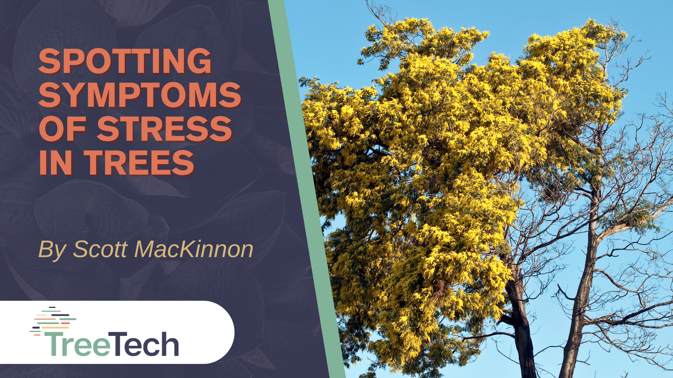 Spotting Symptoms of Stress in Trees