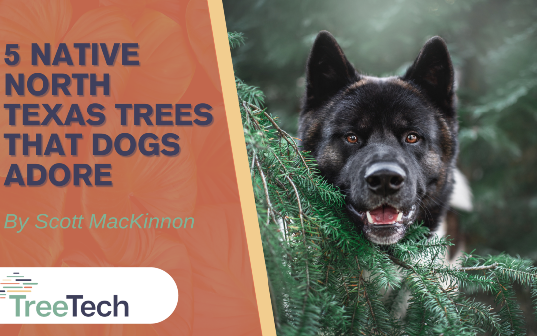 5 Native North Texas Trees Dogs Adore