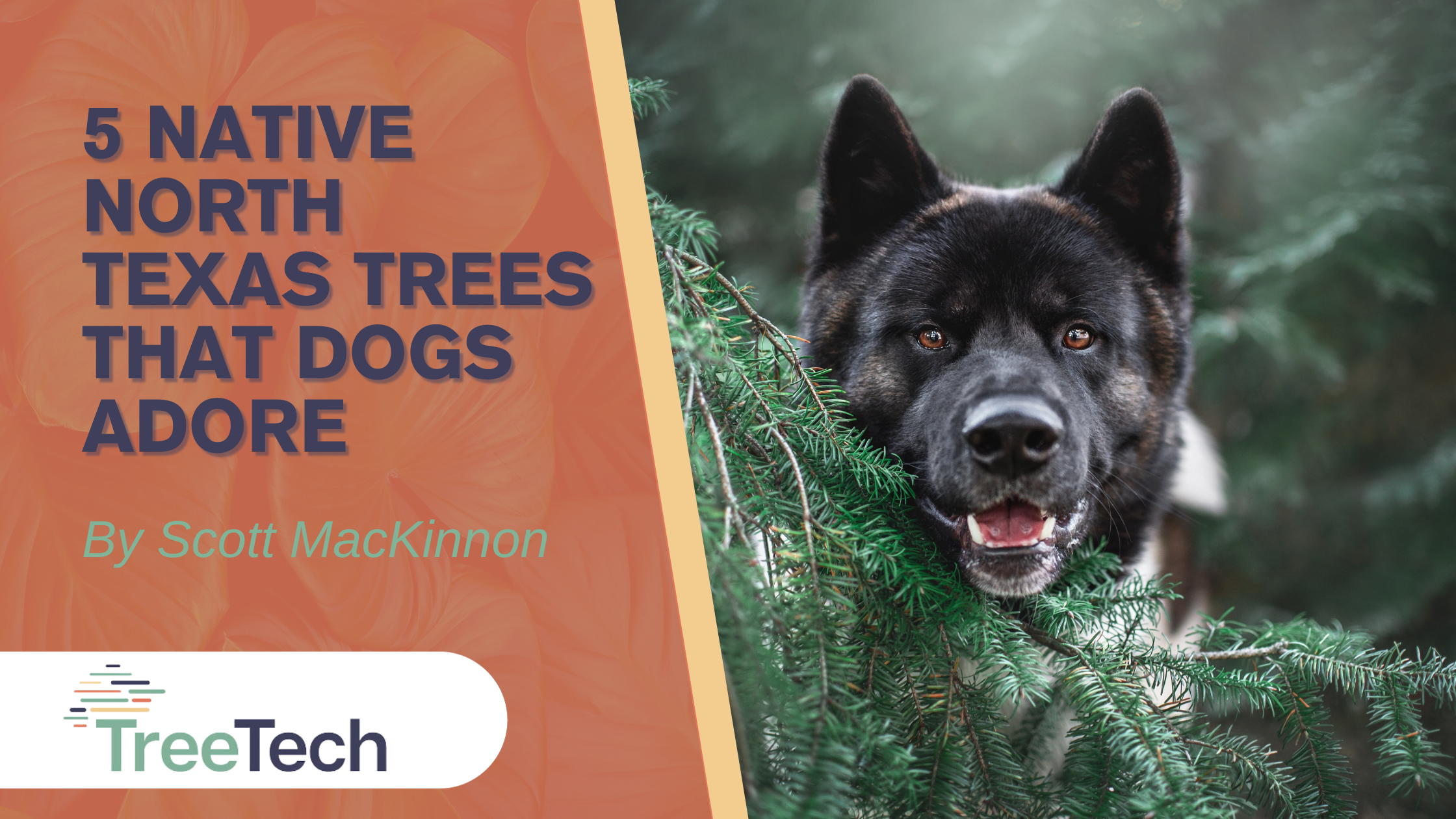 5 Native North Texas Trees Dogs Adore