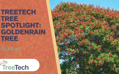 TreeTech Tree Spotlight: Goldenrain Tree