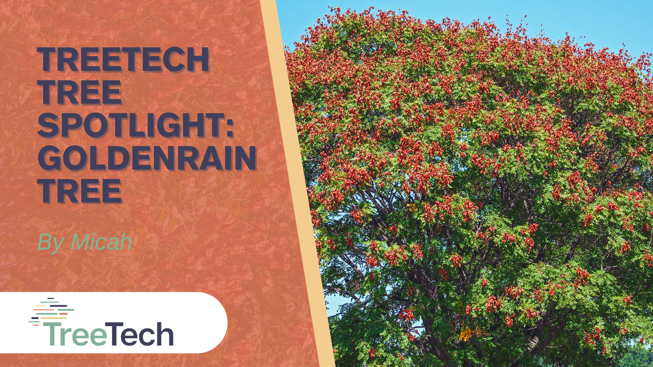 TreeTech Tree Spotlight: Goldenrain Tree