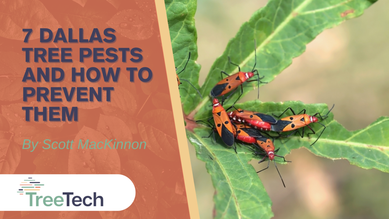 7 Damaging Dallas Tree Pests And How To Prevent Them TreeTech