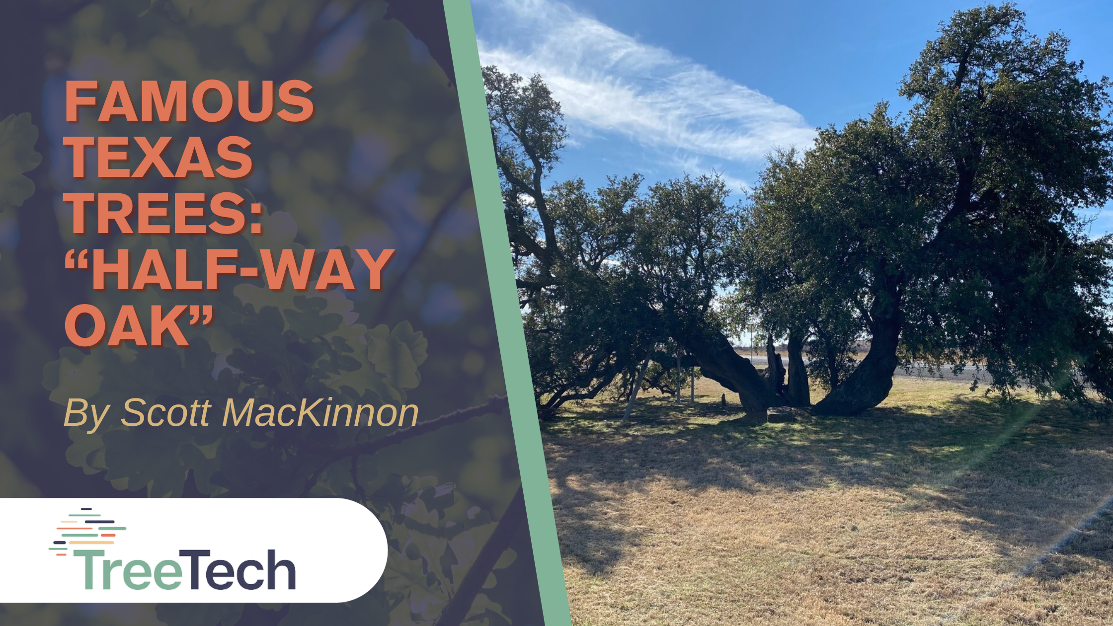 Famous Texas Trees: "Half-Way Oak"