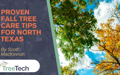 10 Proven Fall Tree Care Tips For North Texas