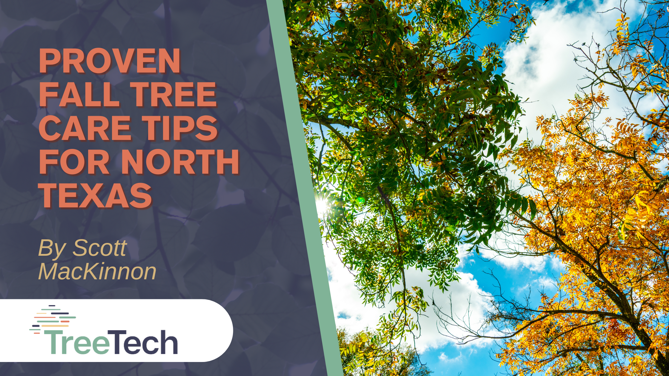 TreeTech 10 Proven Fall Tree Care Tips For North Texas Blog Post