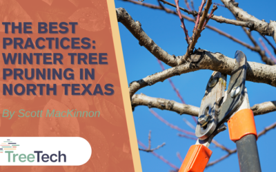 The Best Practices For Winter Tree Pruning in North Texas