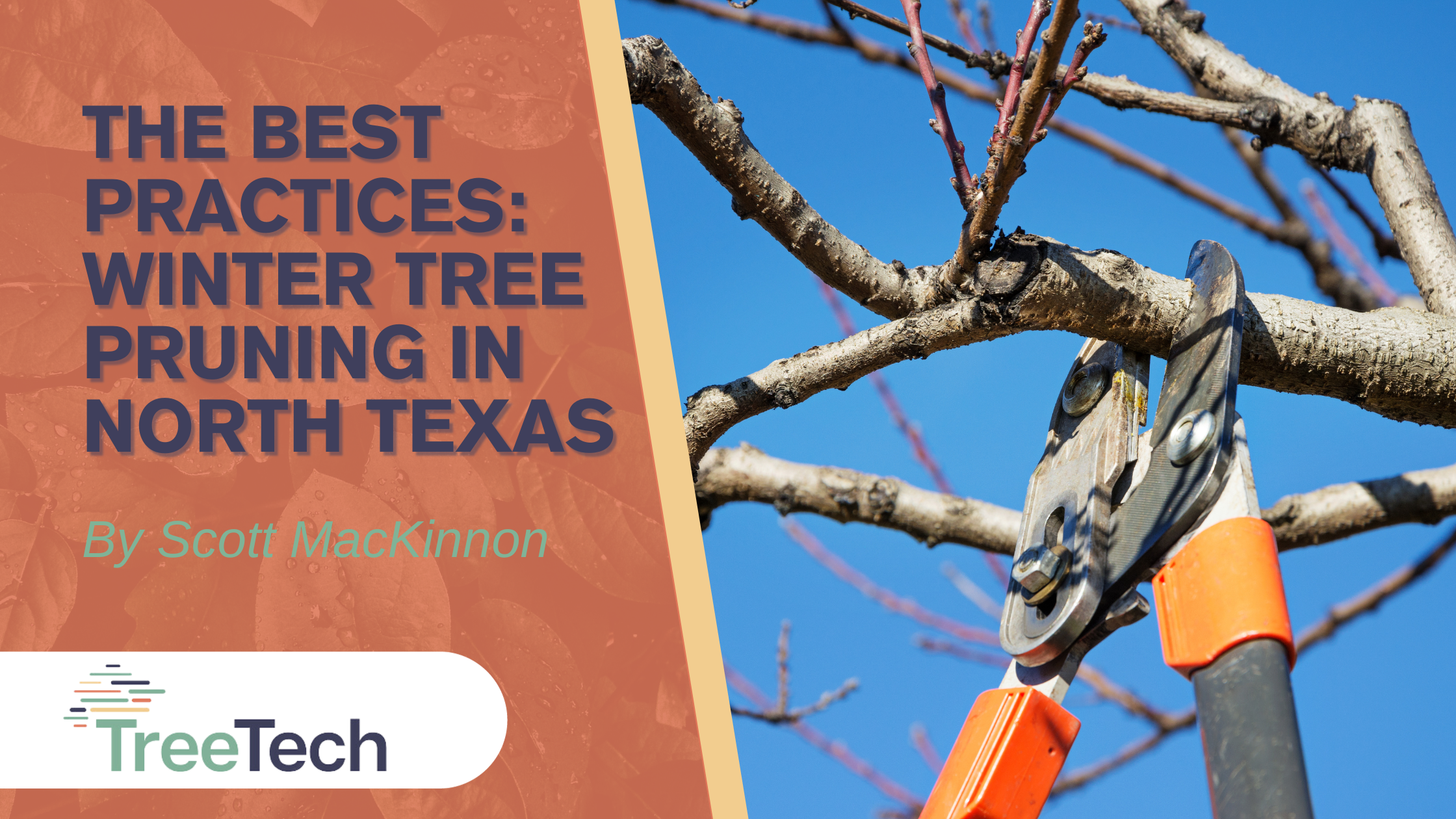 The Best practice for winter tree pruning for north texas