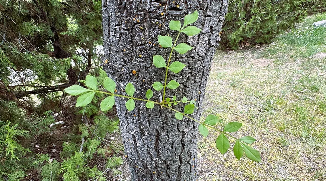 The Texas Ash Tree in North Texas: What You Need to Know