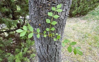 The Texas Ash Tree in North Texas: What You Need to Know