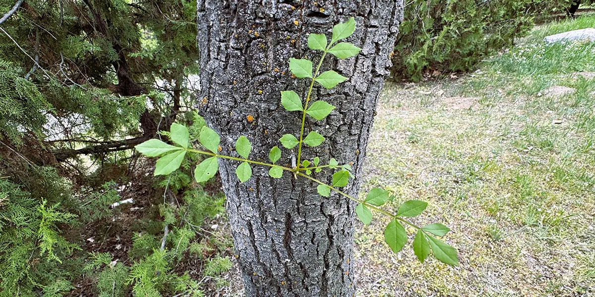 Fraxinus albicans (Texas ash) green leaves.