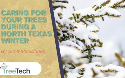 8 Ways To Care For Trees During A Texas Winter