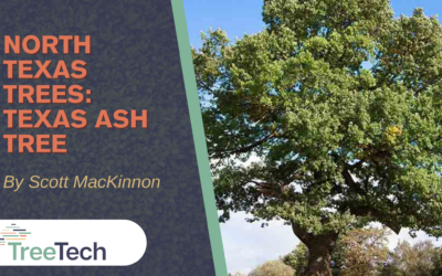 North Texas Trees: Texas Ash Tree