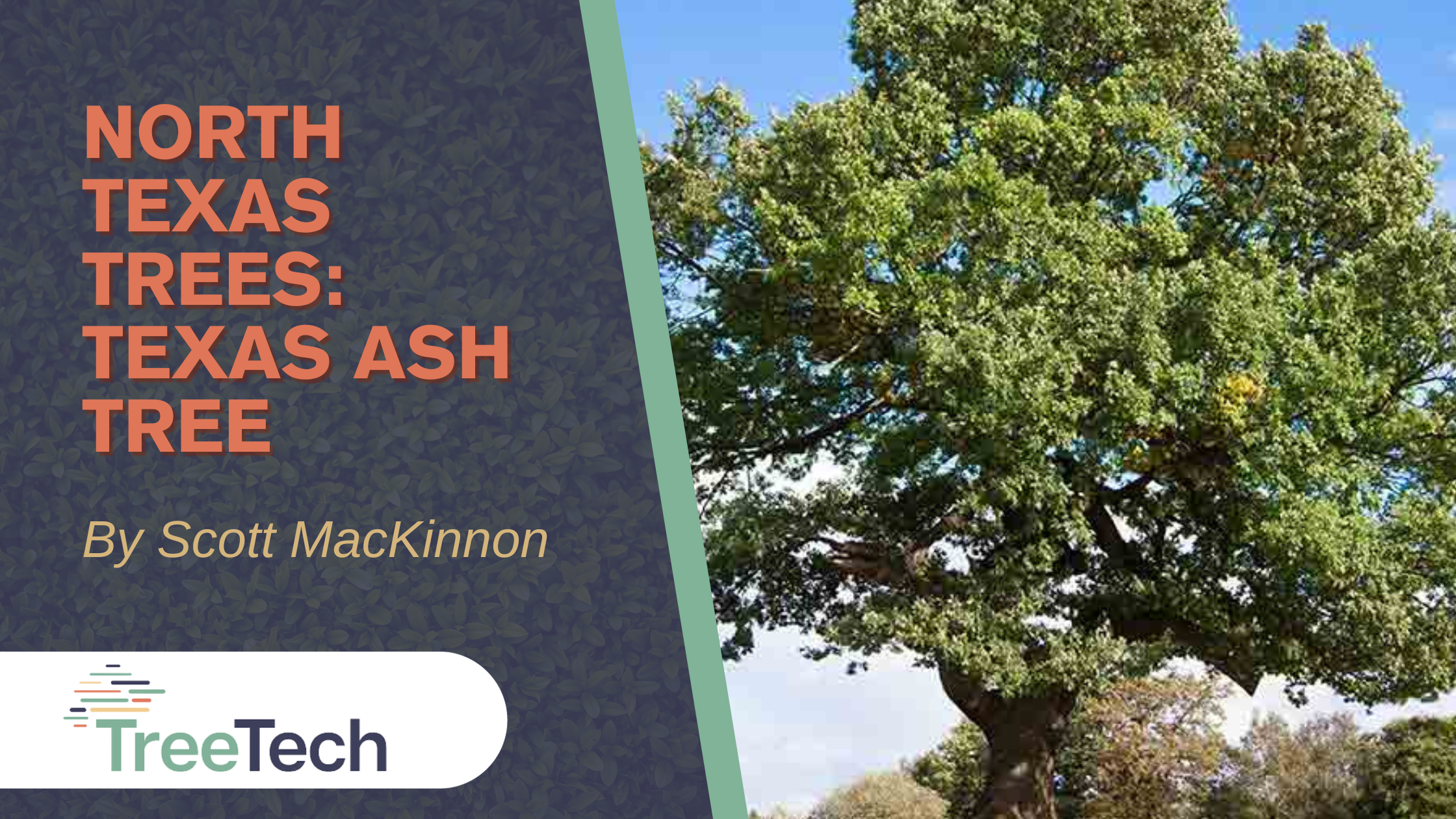 North Texas Ash Tree