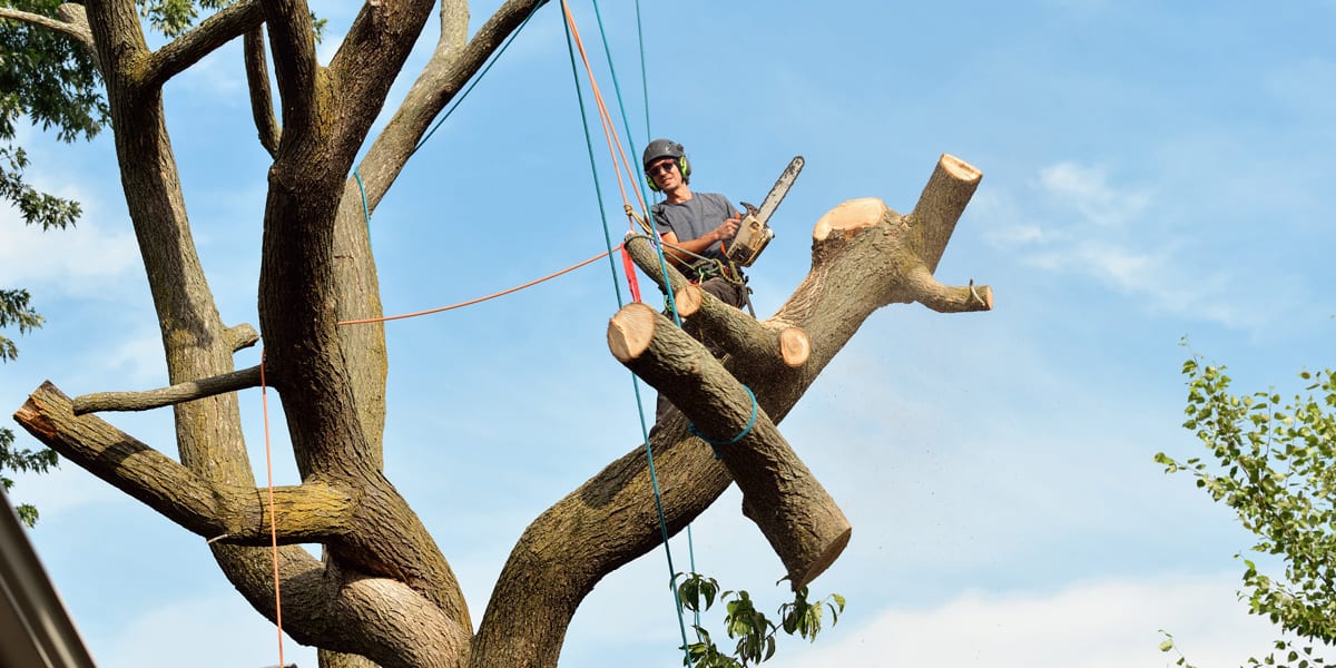 Tree pruning