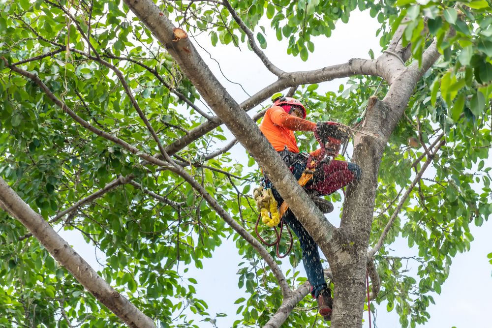The,Worker,On,Giant,Tree An arborist trimming a tree in southlake, tx