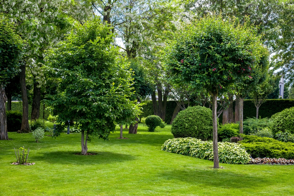 Manicured,Park,With,Green,Plants,On,A,Green,Lawn,With Patio with a lot of trees after applying a vertical mulching service in a house