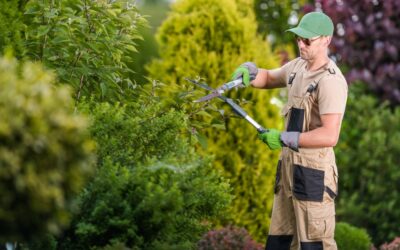 Why Winter is the Best Time for Tree Pruning