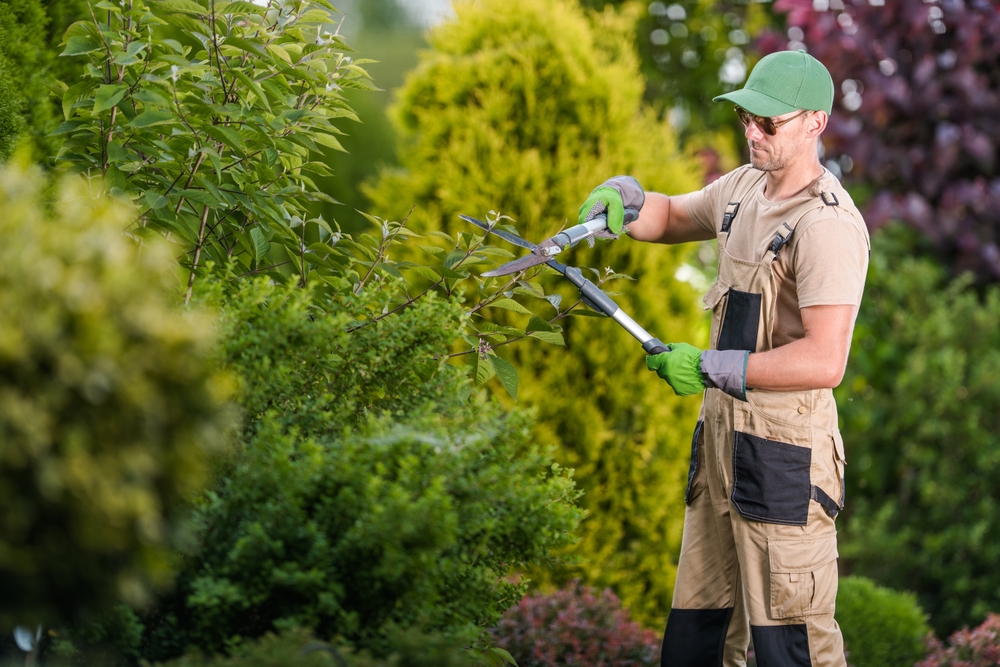 Process of Shaping the Tree in the Backyard Garden by Pruning the Overgrown Branches with Garden Scissors