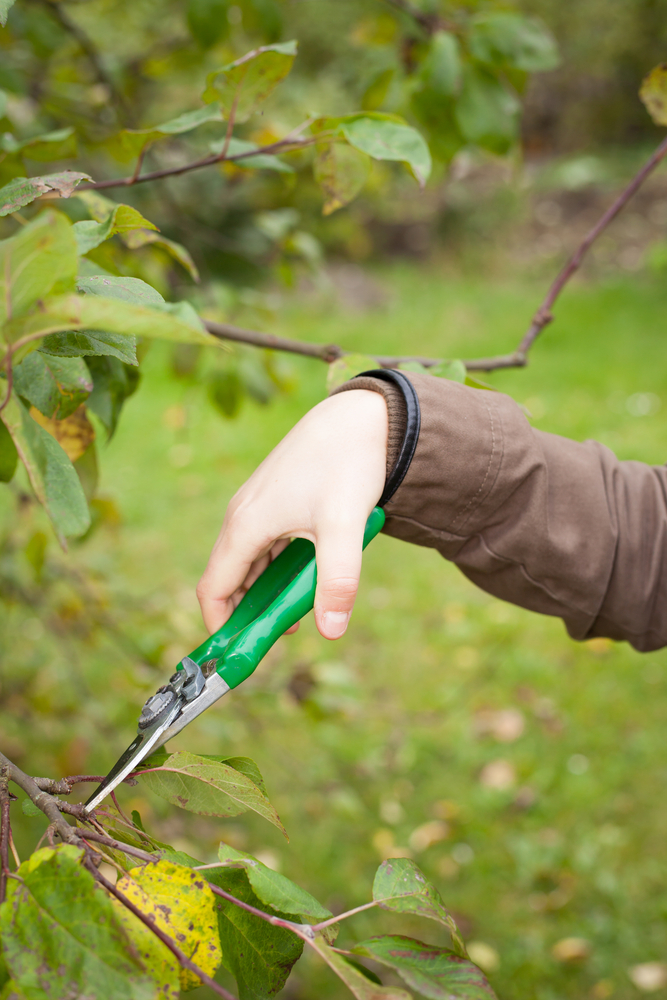 Tree pruning