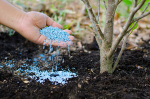 A tree specialist giving chemical fertilizer to young plant