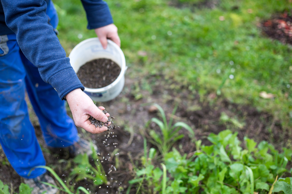 Fertilizing,The,Garden,By,Bio,Granular,Fertilizer,For,Better,Conditions Fertilizing the garden by granular fertilizer for better conditions of garden in allen, tx