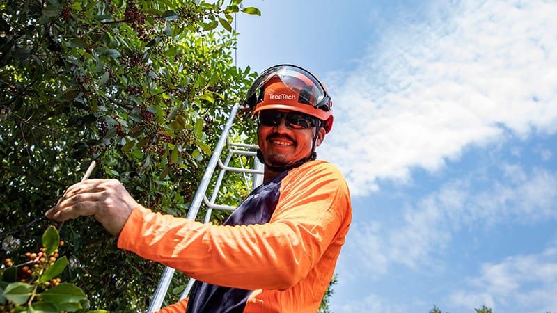 An arborist from TreeTech TX treating a tree.