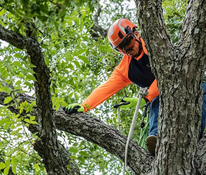 Man on top of a tree with the equipment to trim it.