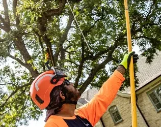 How to Prevent Storm Damage to Trees in Dallas