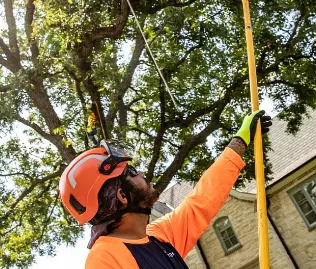 Man working with a tree to make it solid with cabling and bracing equipment