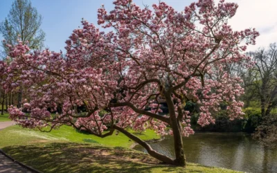 When Do Magnolias Bloom in Texas?