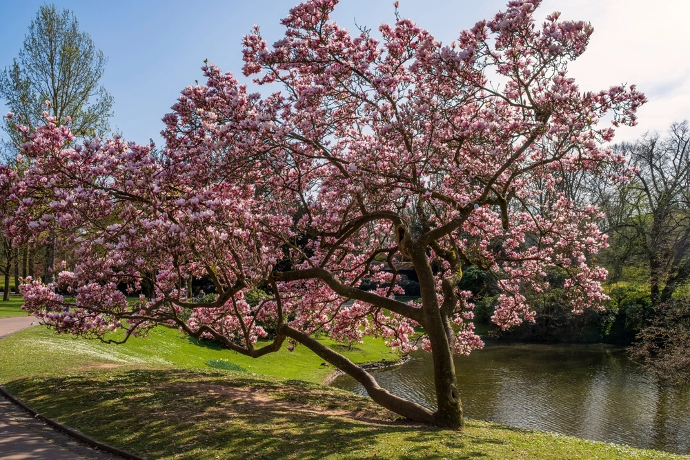 blooming magnolia tree