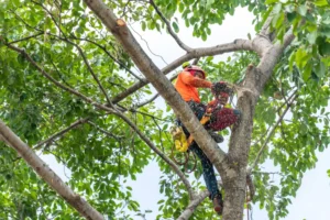 A tree specialist pruning a tree