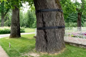 an old tree whose trunk is tied with a tightening hoop