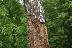 Big tree damaged by pest disease