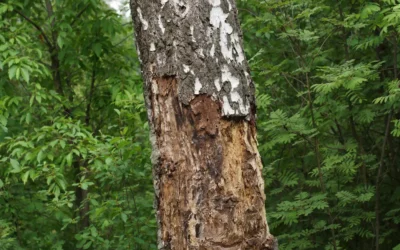 Understanding the Tree Diseases Affecting Texas Oak Trees