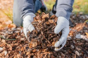 Benefits of Tree Mulching for Healthy Growth